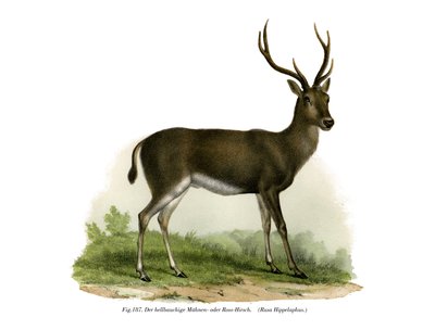Rothirsch, 1860 von German School